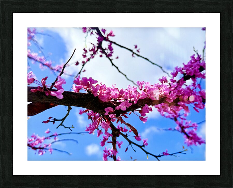 IMG 1703 Picture Frame print