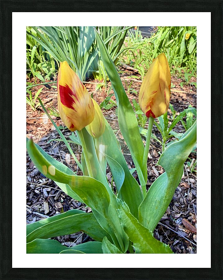 IMG 1613 Impression et Cadre photo