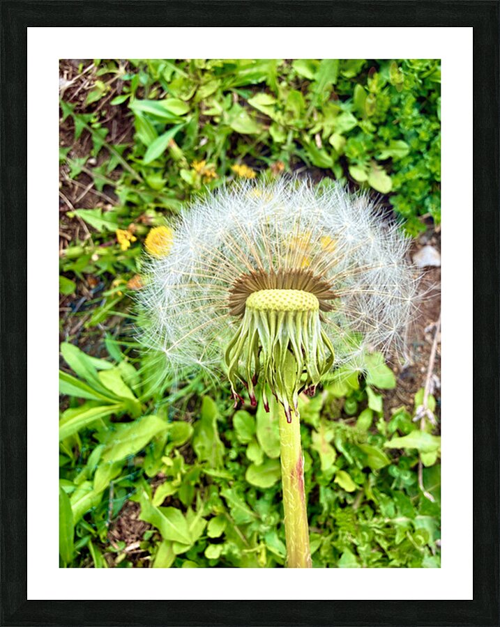 IMG 1757 Picture Frame print