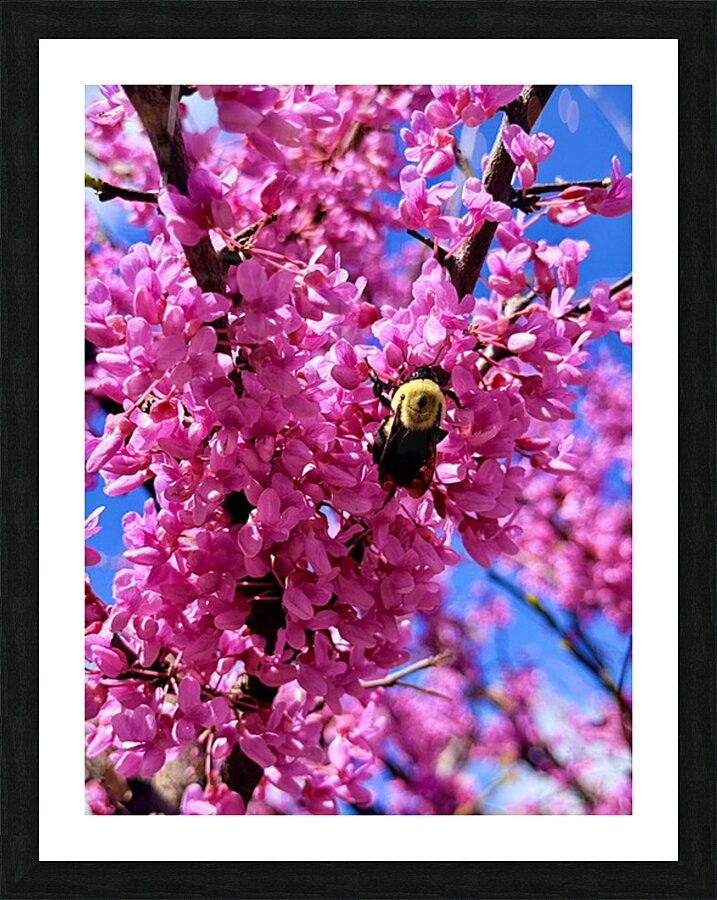 IMG 1696 Picture Frame print