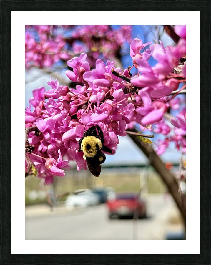 IMG 1570 Picture Frame print