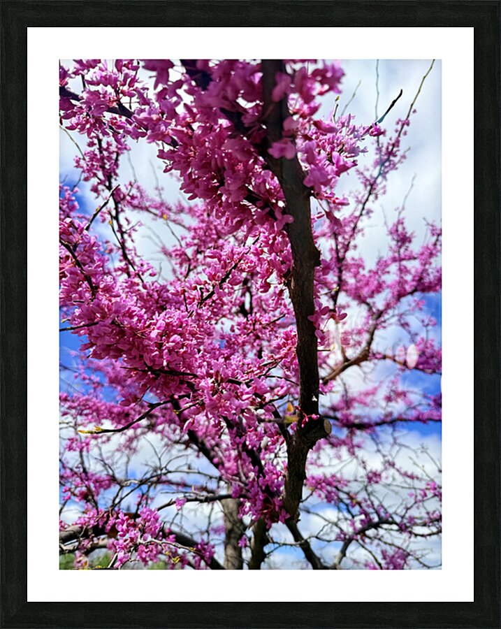  Redbud in Full Glory Picture Frame print