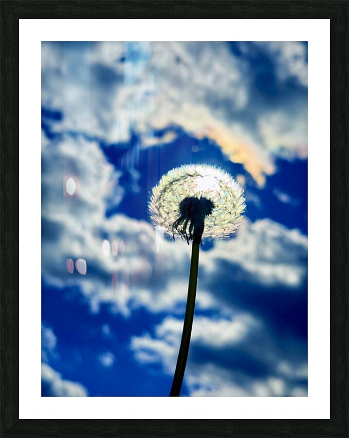 IMG 1749 Picture Frame print