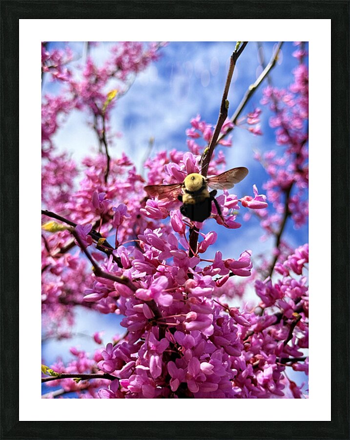 IMG 1683 Picture Frame print