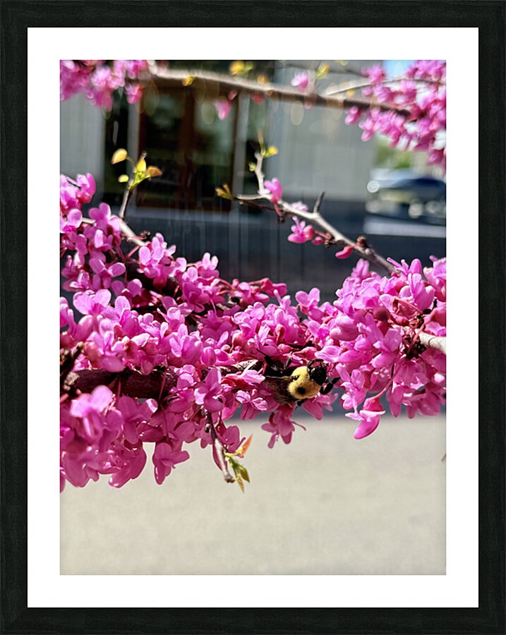 IMG 1627 Picture Frame print