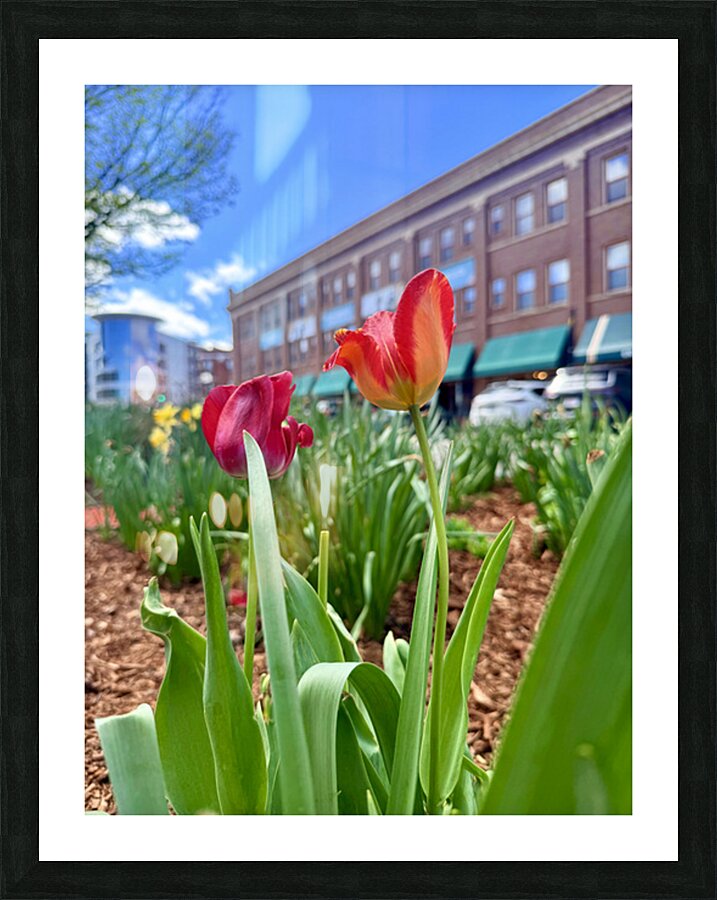 IMG 1602 Picture Frame print