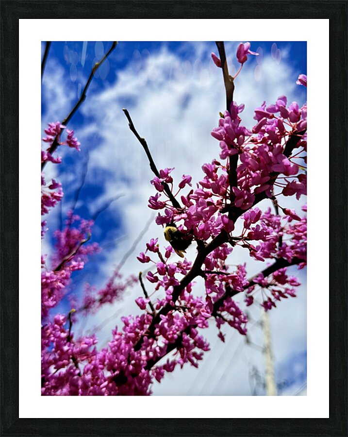 IMG 1550 Picture Frame print