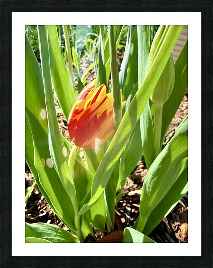 IMG 1605 Picture Frame print