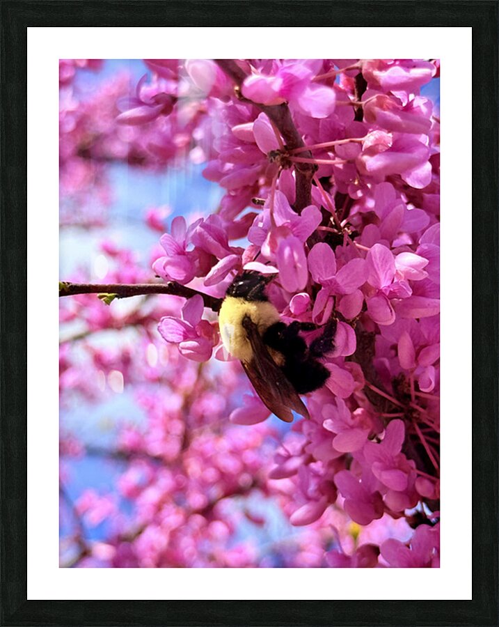 IMG 1671 Picture Frame print