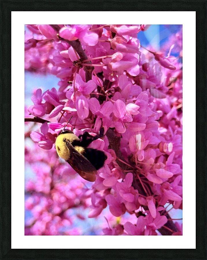 IMG 1670 Picture Frame print