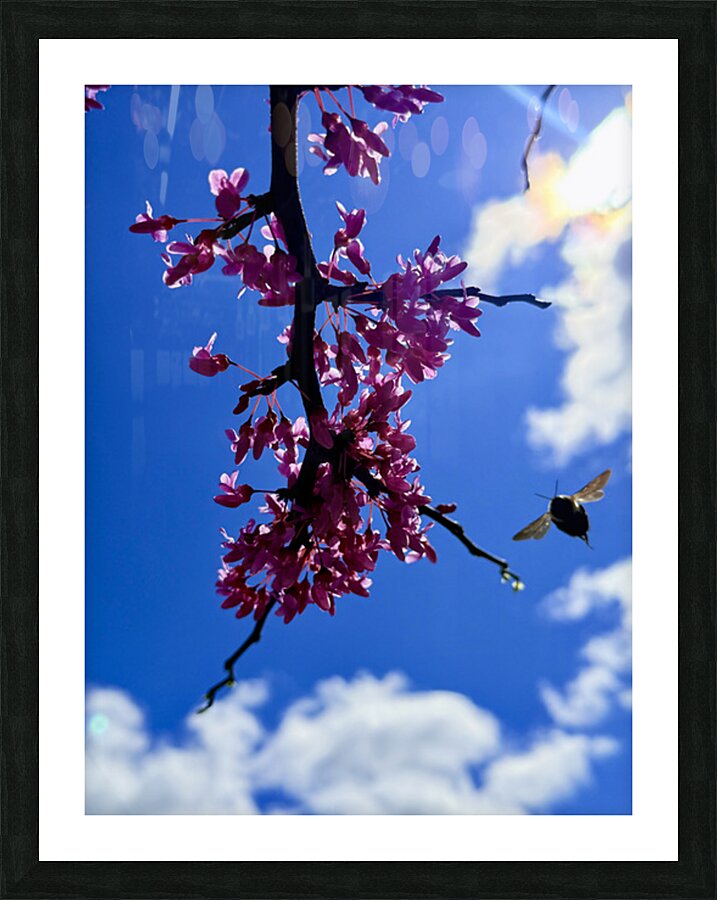 IMG 1556 Picture Frame print