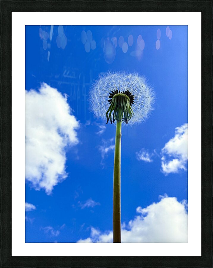 IMG 1759 Picture Frame print