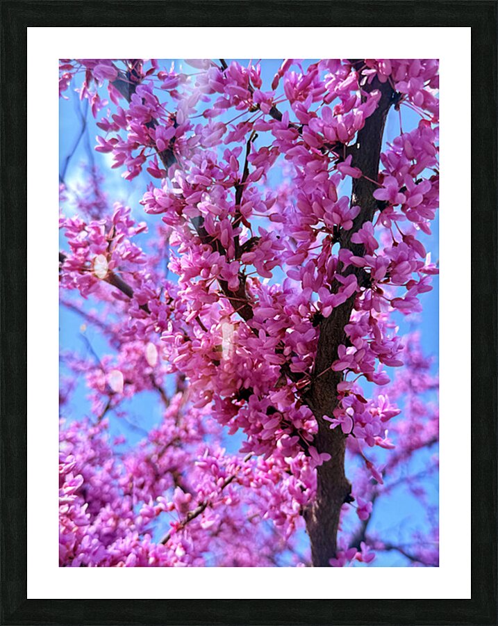 IMG 1617 Picture Frame print