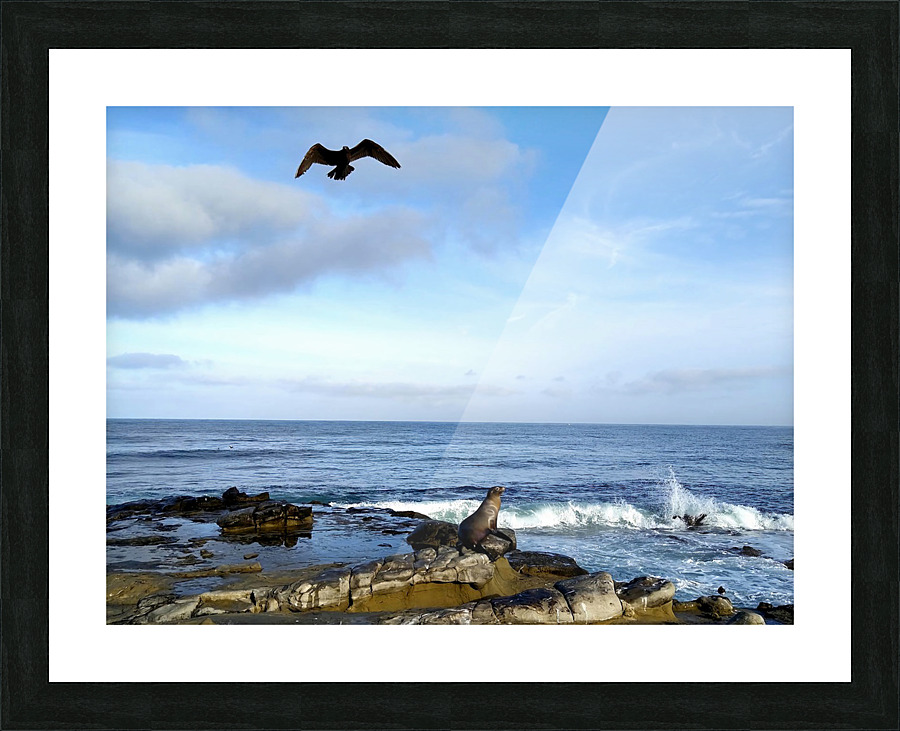 Seal Bird Watching 3 Picture Frame print