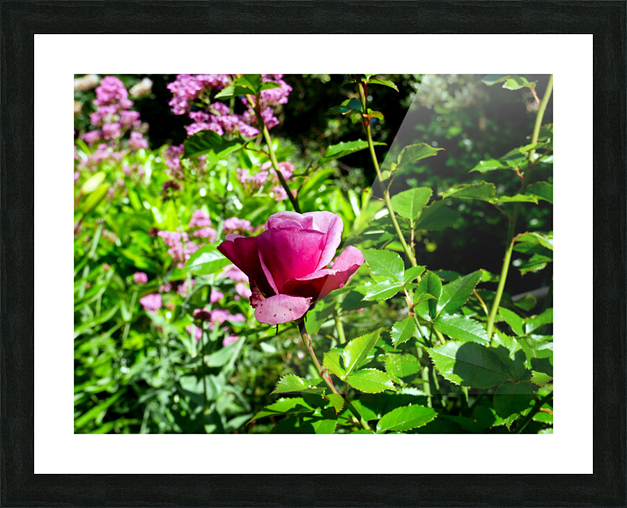 Penelope Purple Picture Frame print