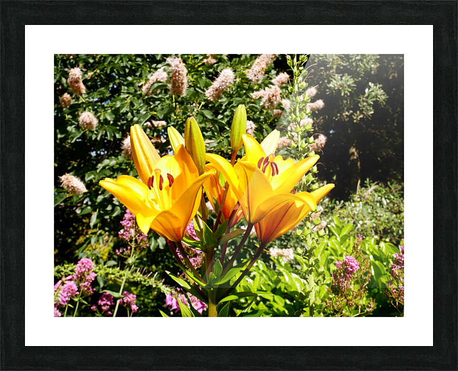 Bursting Beauty 2 Picture Frame print