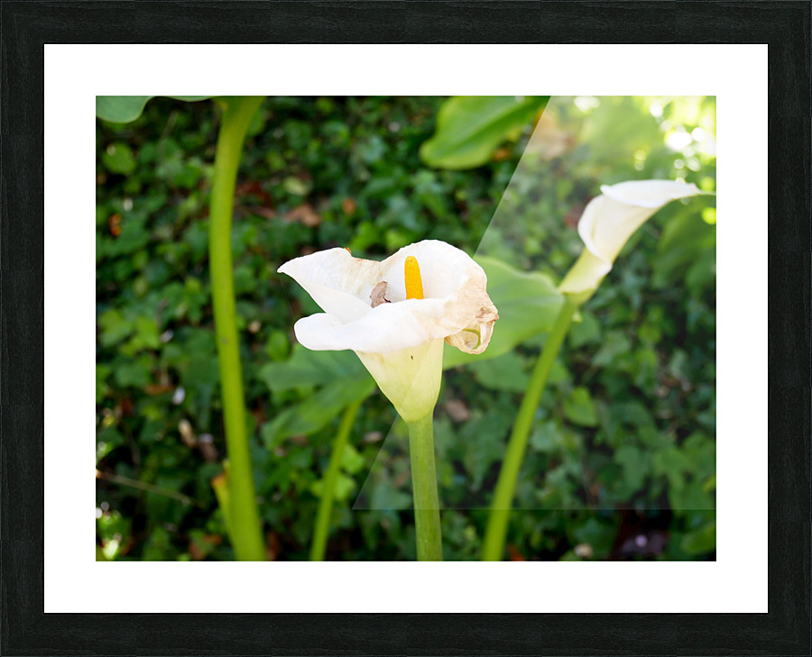 Golden Rod Exposed 2 Picture Frame print