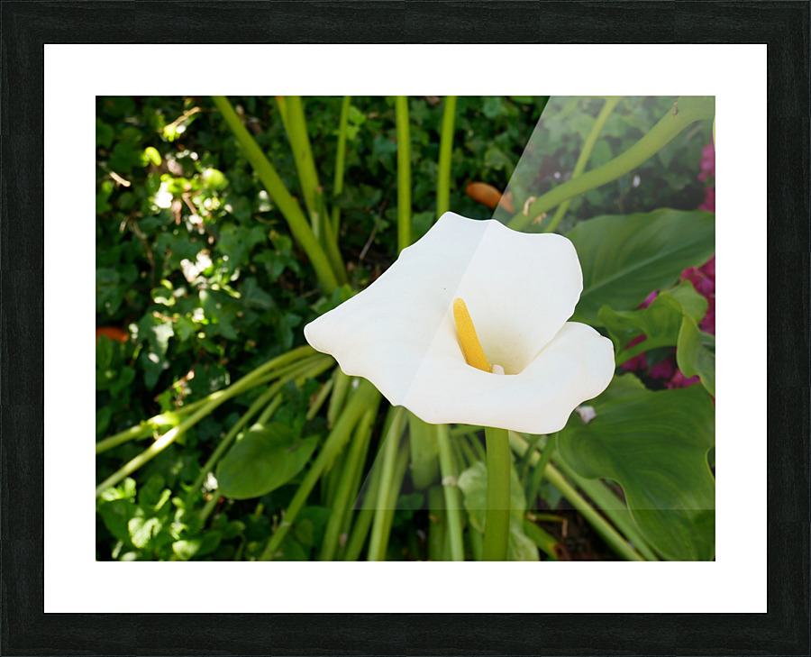 Golden Rod Exposed Picture Frame print