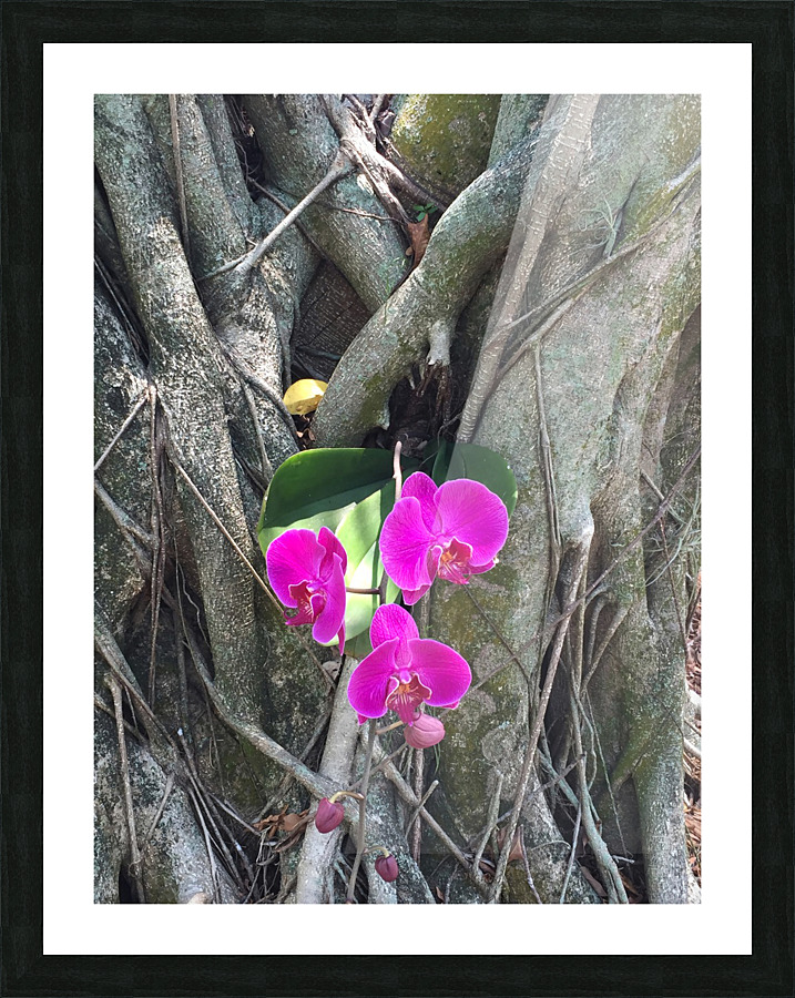 Natural Orchid 1 Picture Frame print