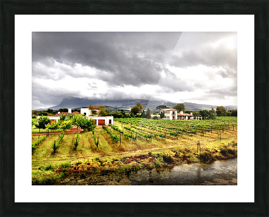 Vineyard in South Africa Picture Frame print