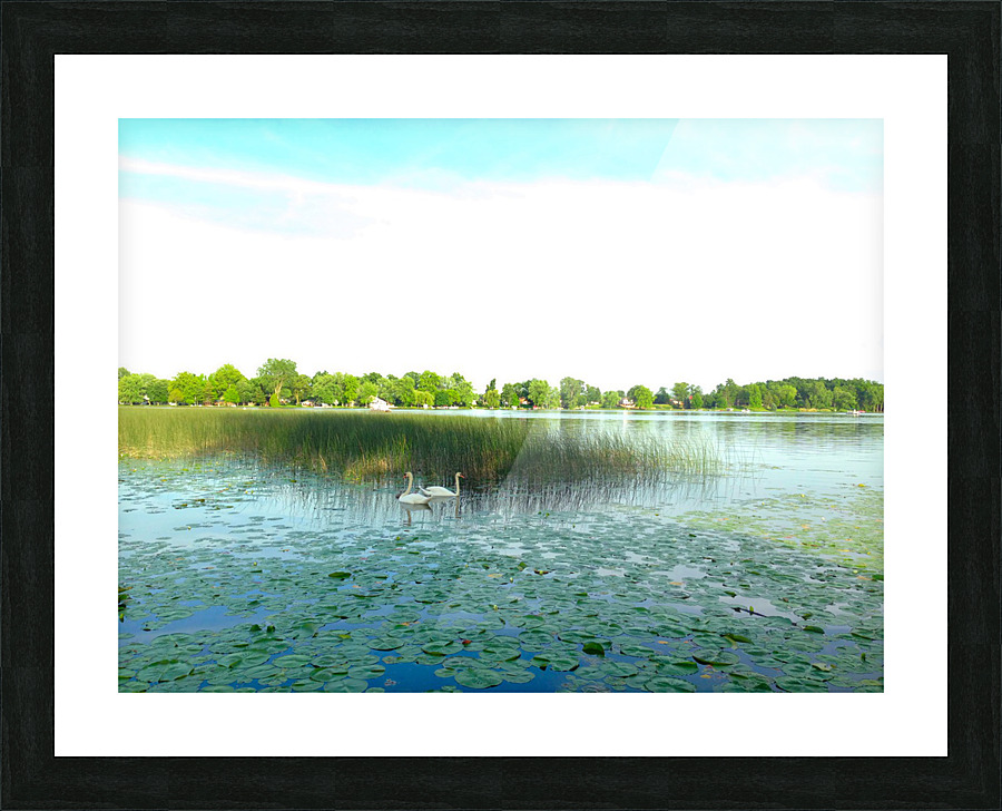 MI Swan Lake Picture Frame print
