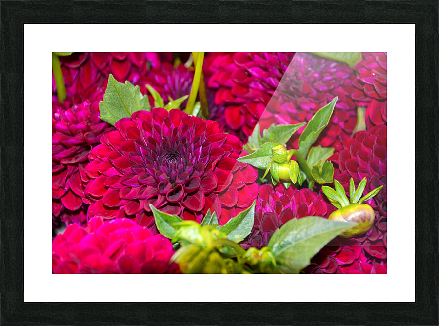 Flower Bloom 4 Picture Frame print
