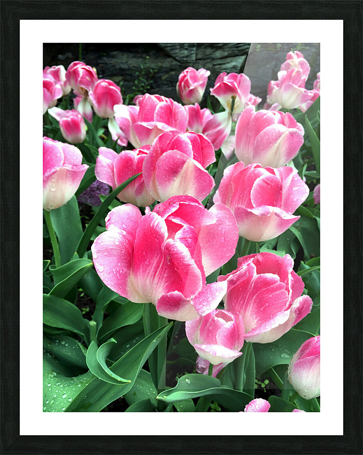 Tulips Are Better Than One B Picture Frame print