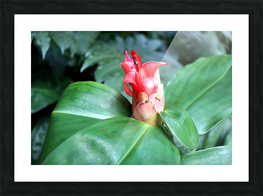 Flower Bud Picture Frame print