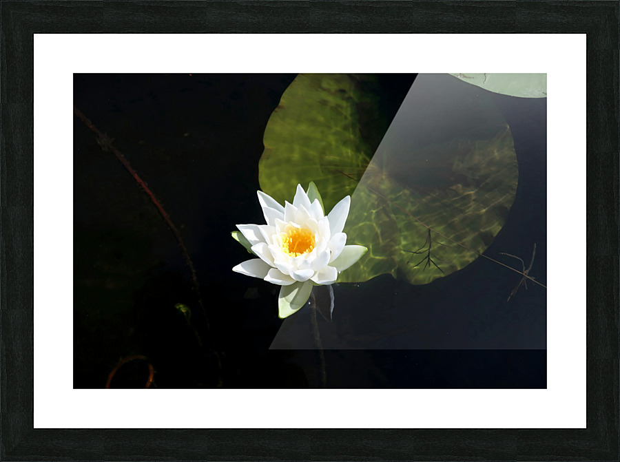 Blooms of Joy Picture Frame print