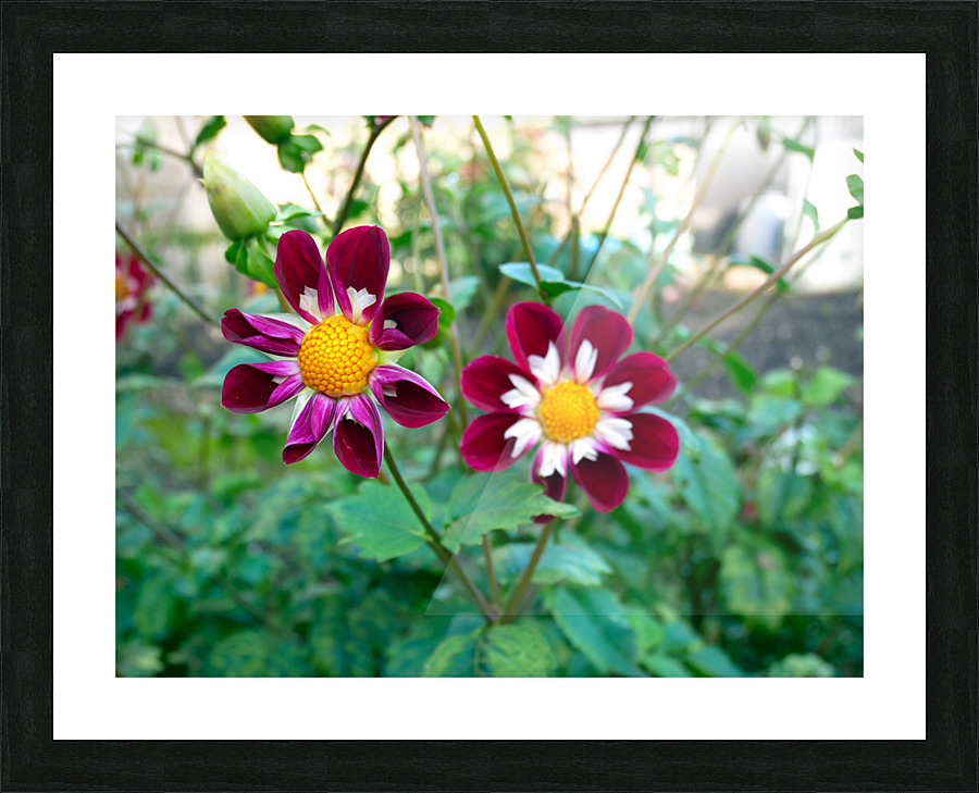 Flower Bloom 5 Picture Frame print