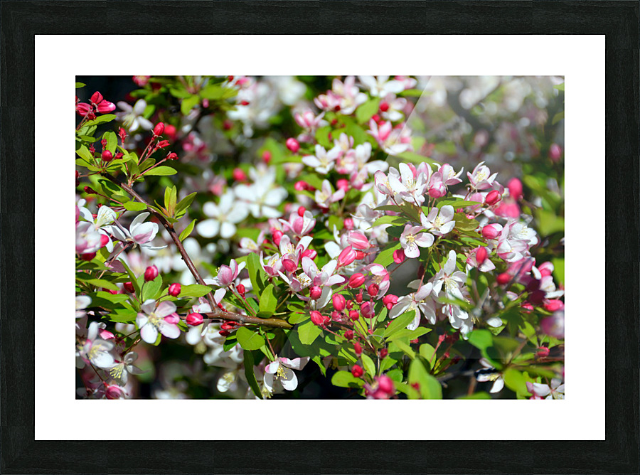 A Berry Cherry Blossom Day to You Picture Frame print