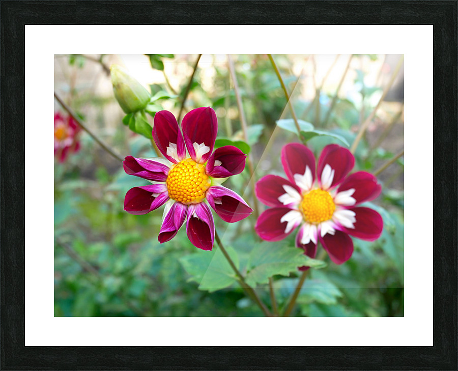 Flower Bloom 5B Picture Frame print