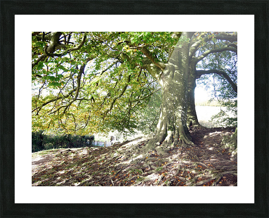 Rooted in Strength Impression et Cadre photo