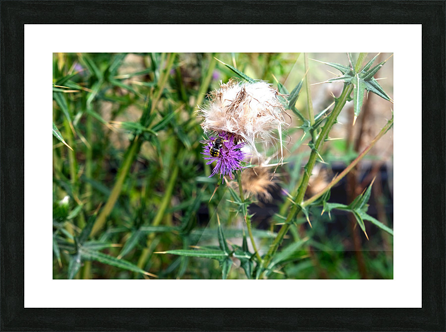 To Bee or Not to Bee   Impression et Cadre photo