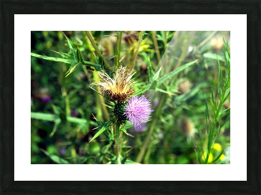 Thistle Be a Good Day Picture Frame print