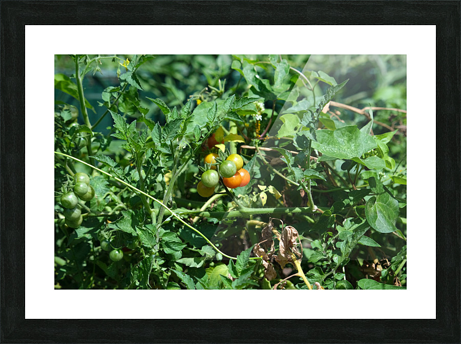 Pop My Cherry Tomato Picture Frame print