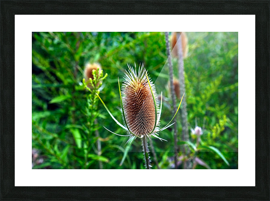 A Beautiful Prick Picture Frame print
