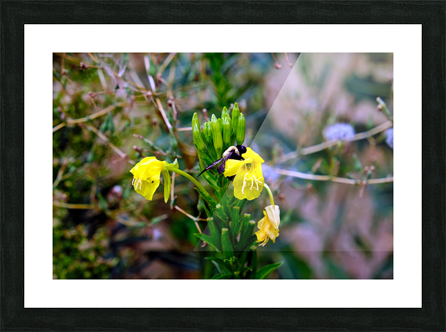 To Bee or Not to Bee  3   -- The Struggle Is Real Picture Frame print