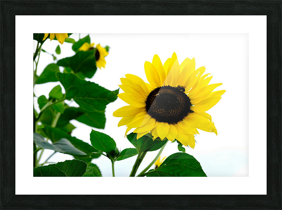 Hello Sunshine   Picture Frame print