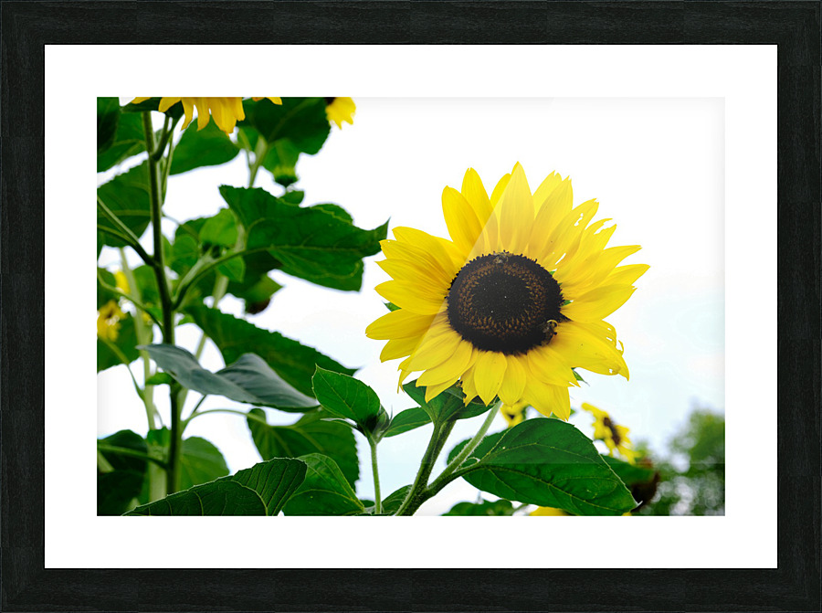 Hello Sunshine 2 Picture Frame print