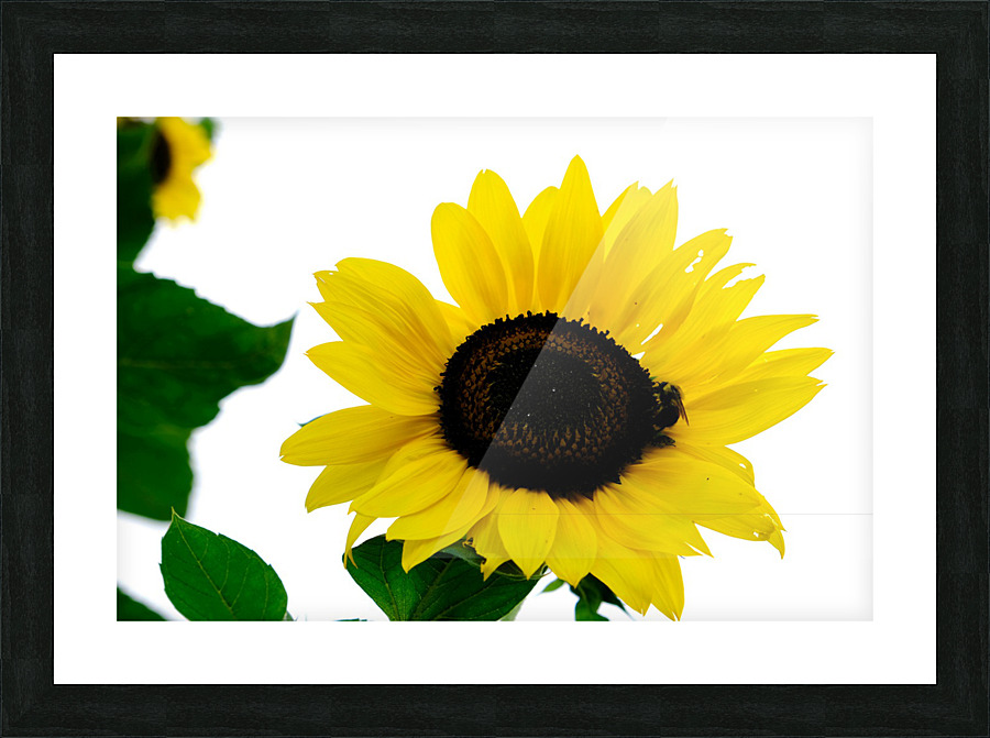 Blooms of Joy 3 Impression et Cadre photo