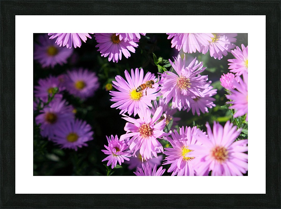 Pink Daisies 2B Impression et Cadre photo