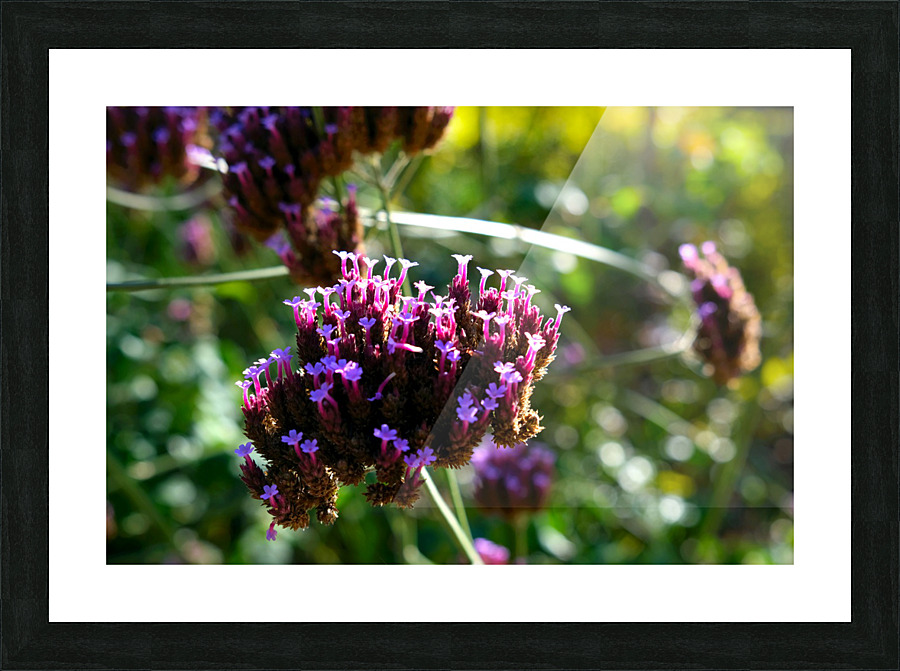 Cluster of Miniature Flowers Picture Frame print