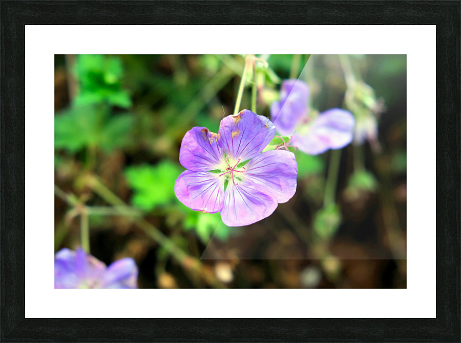 Flower Bloom 8 Picture Frame print