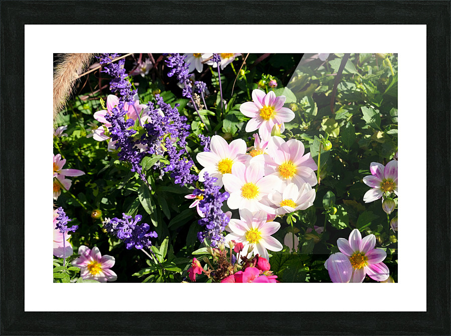 Blushing Petals 2 Picture Frame print