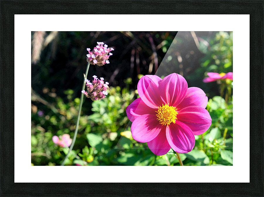 Flower Bloom 7B Picture Frame print