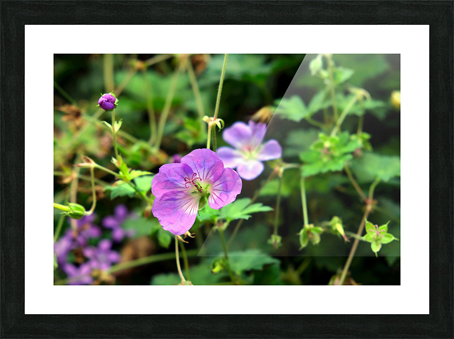 Flower Bloom 8B Picture Frame print