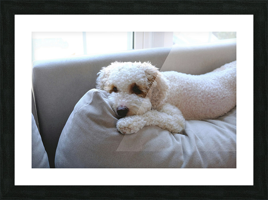 Patient Pooch Finn Picture Frame print