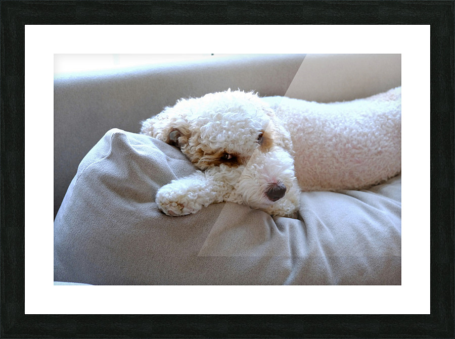 Not Pouting Pooch Picture Frame print