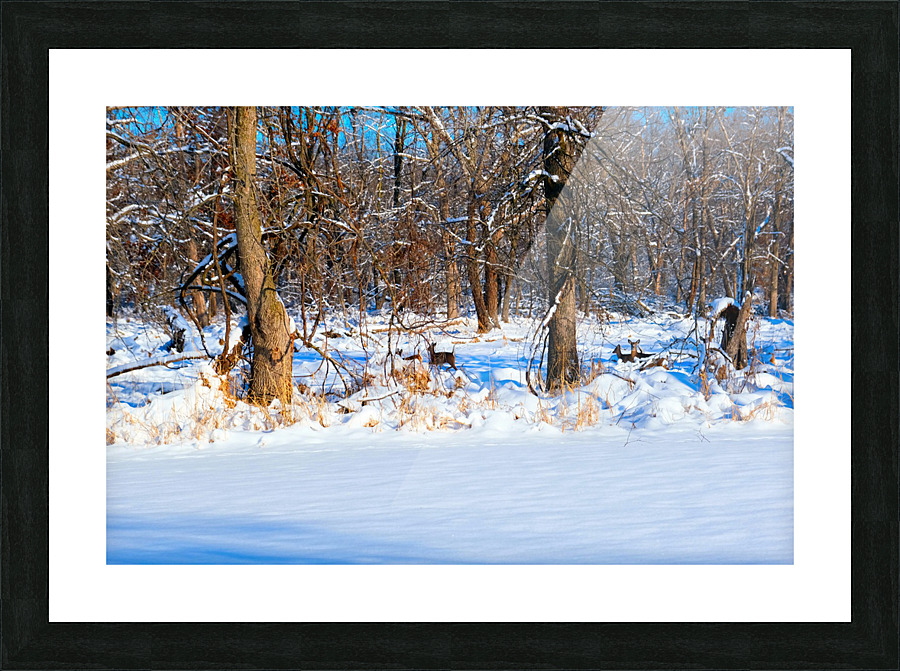 Hiding in Plain Sight Picture Frame print